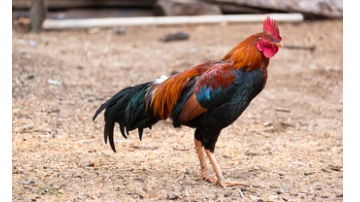 the-rooster-took-the-lives-of-3-